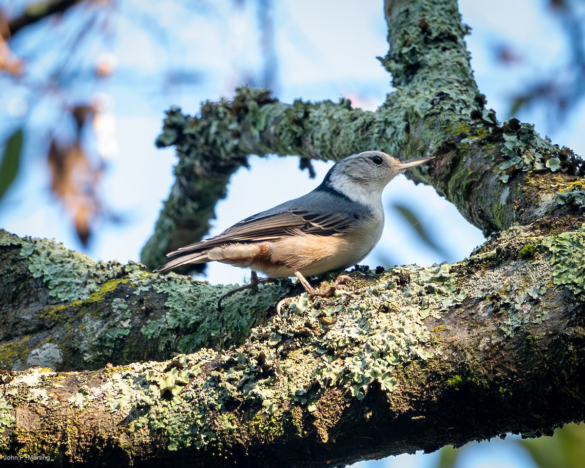 White-breasted Nuthatch - ML642719387