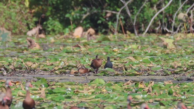 Common Gallinule - ML642719391