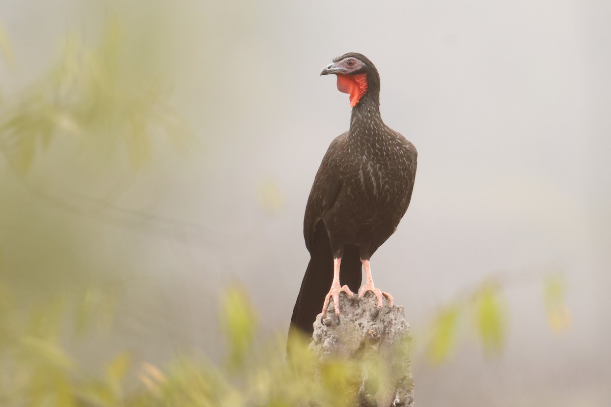 White-winged Guan - ML642719392
