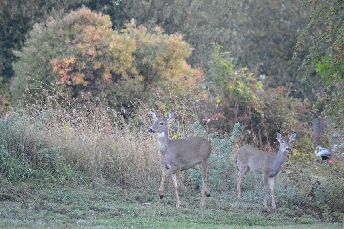 Columbian Black-tailed Deer - ML642719397