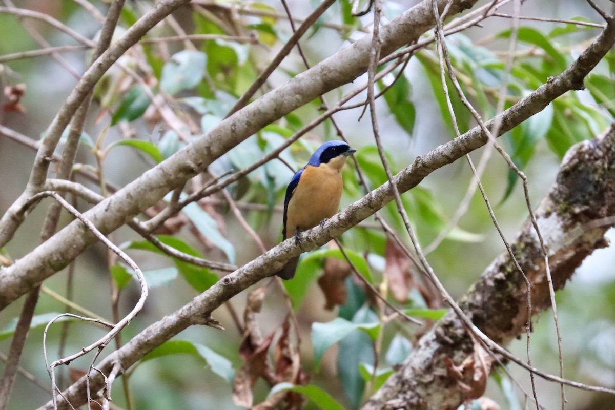 Fawn-breasted Tanager - ML642719401