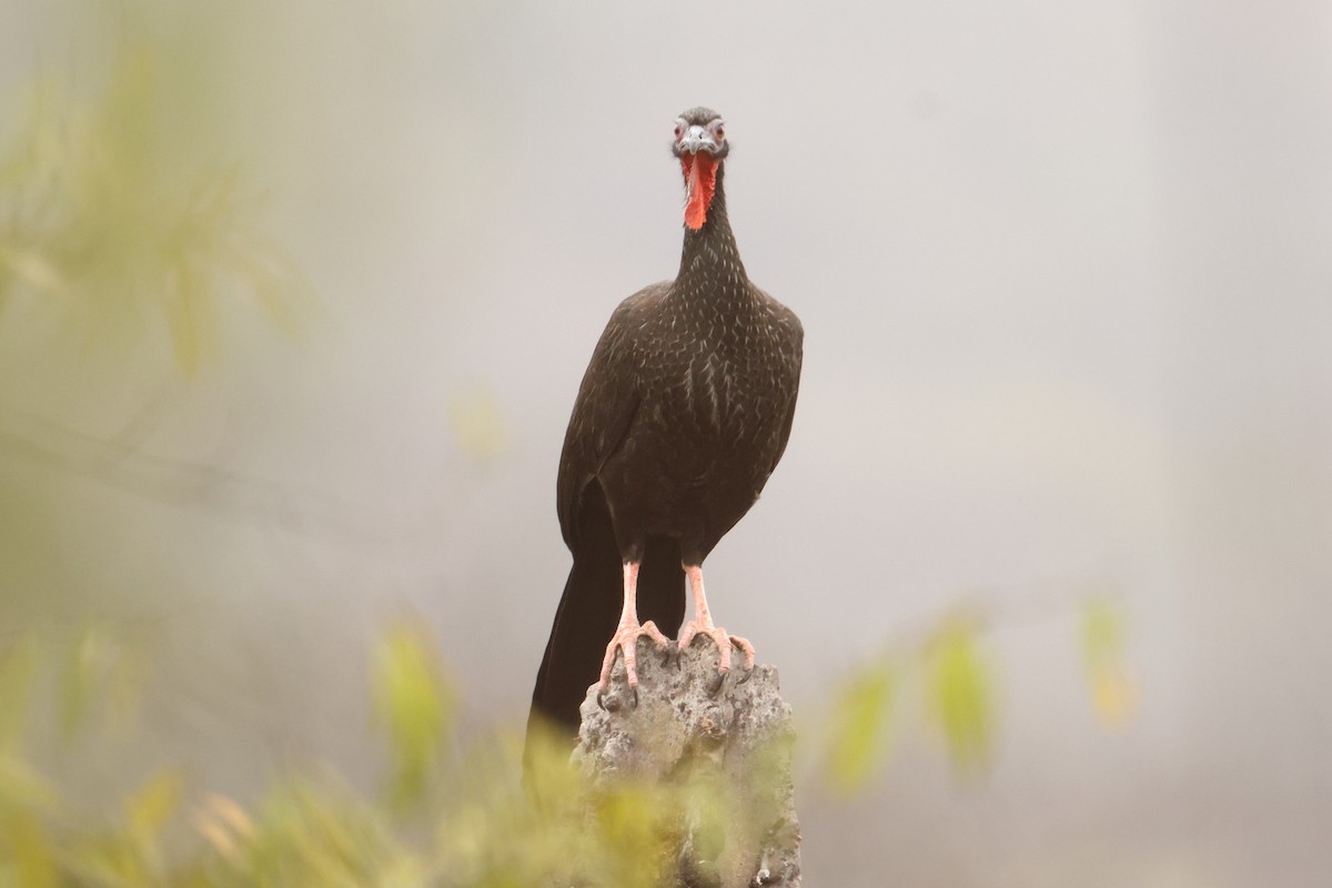 White-winged Guan - ML642719403