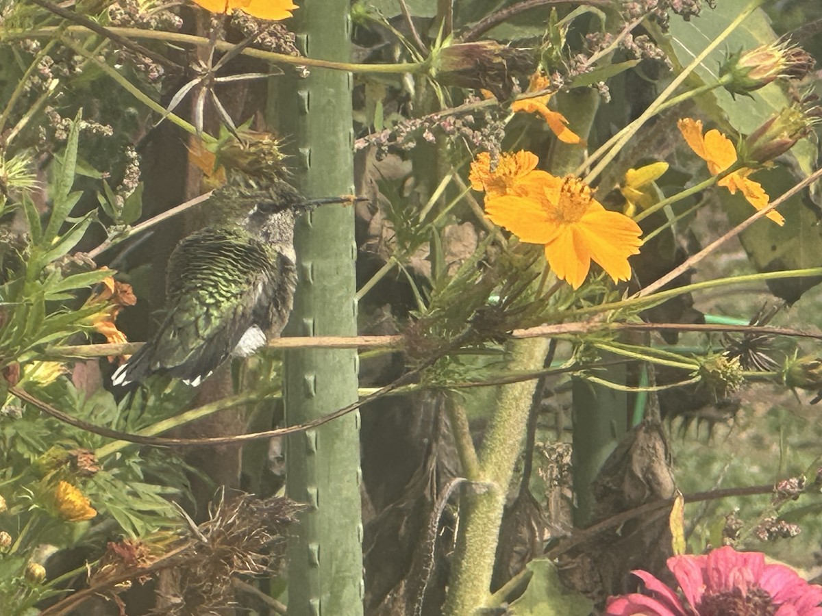 kalypta rubínohrdlá - ML642719407