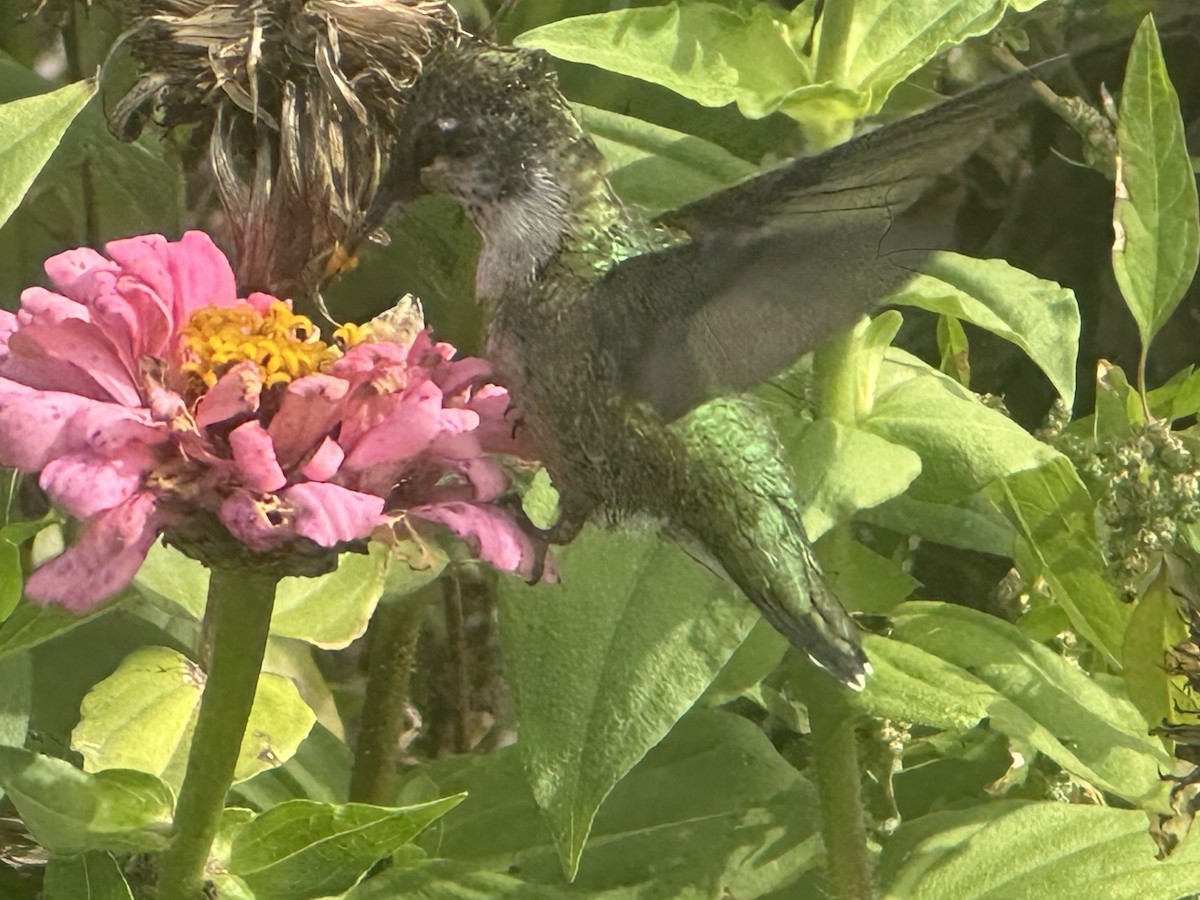 kalypta rubínohrdlá - ML642719408