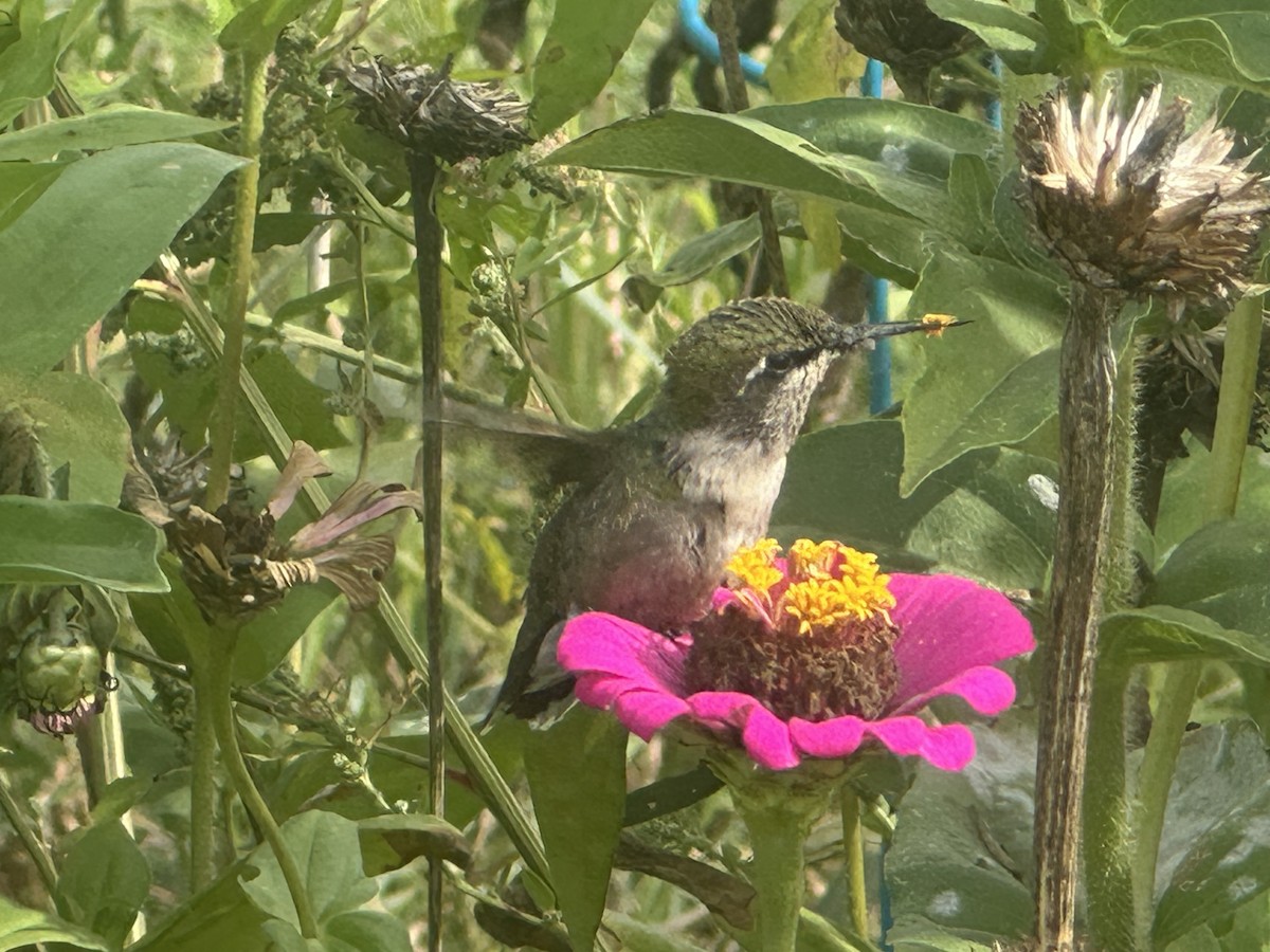 kalypta rubínohrdlá - ML642719409