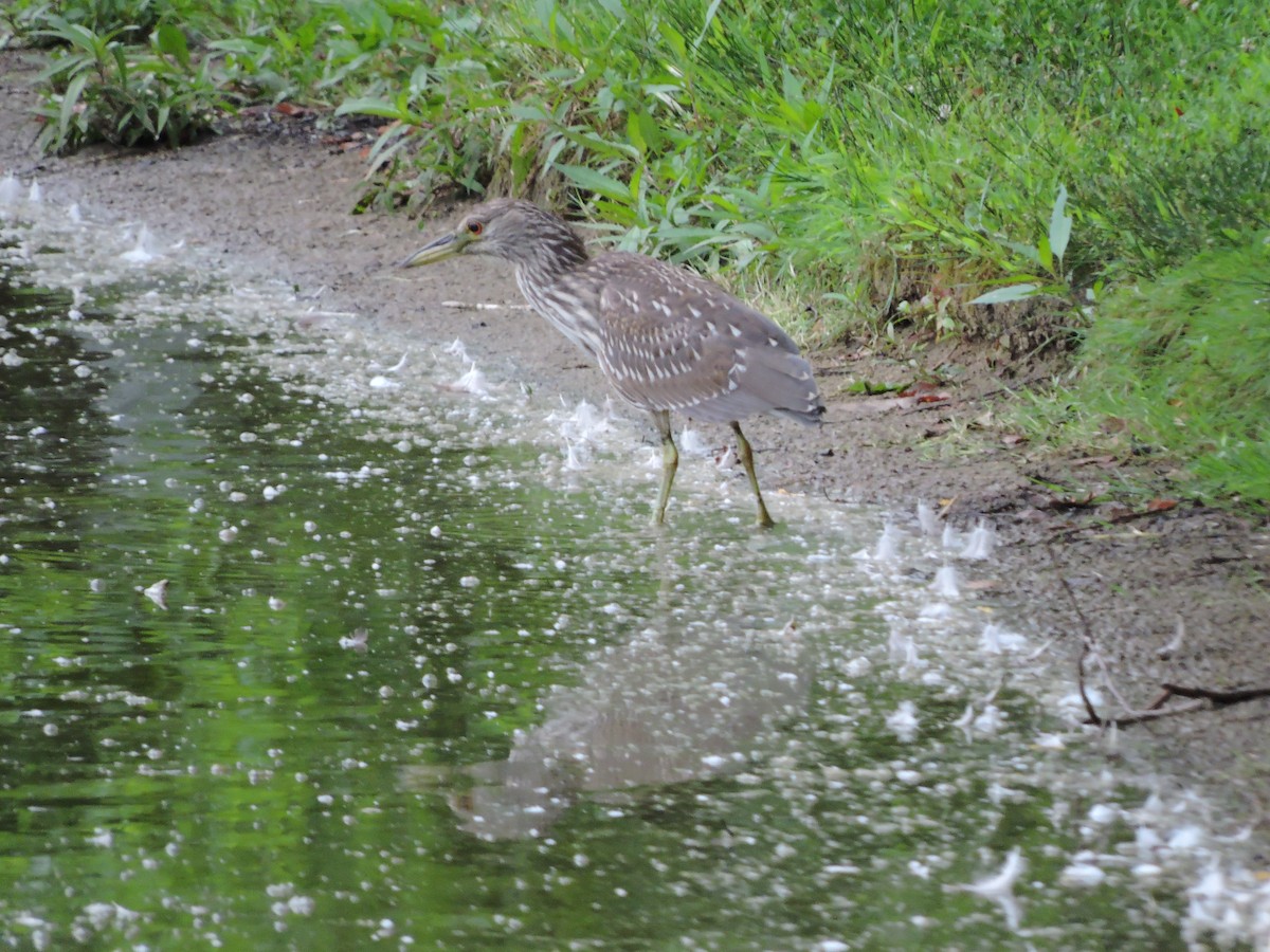 Black-crowned Night Heron - Thomas Williams