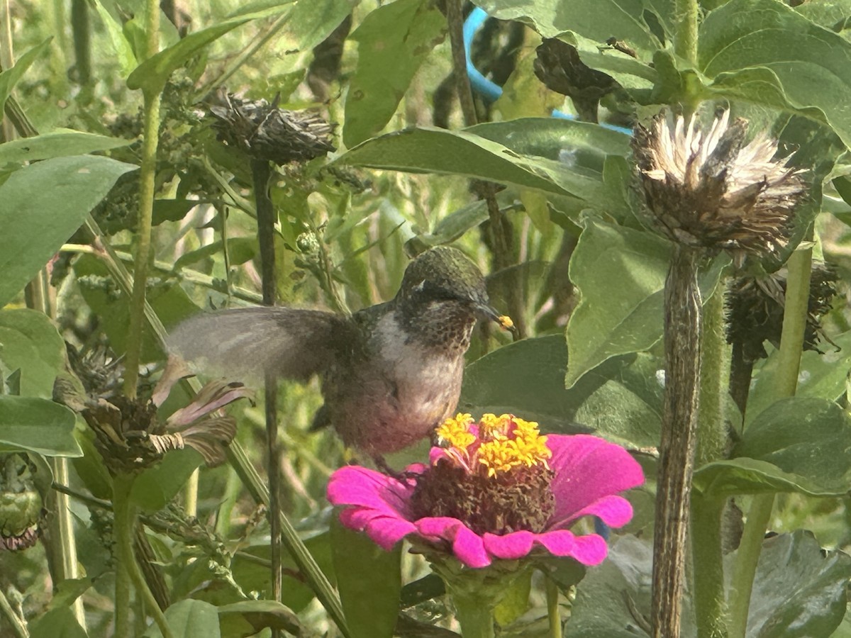 kalypta rubínohrdlá - ML642719410