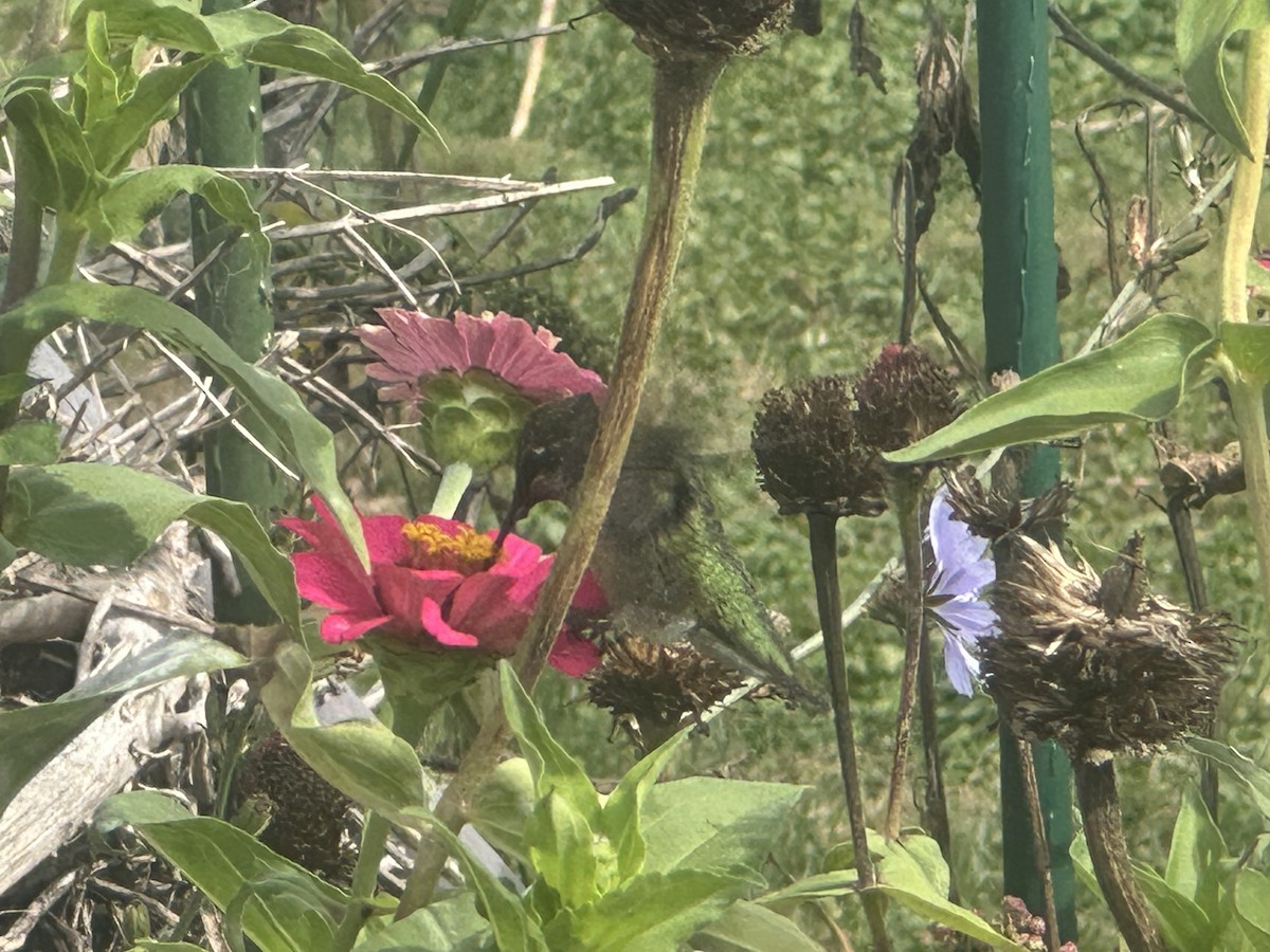 kalypta rubínohrdlá - ML642719411