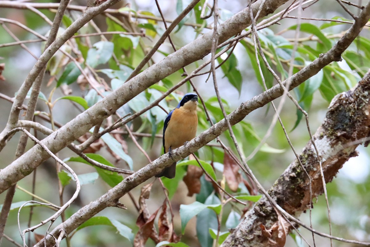 Fawn-breasted Tanager - ML642719422