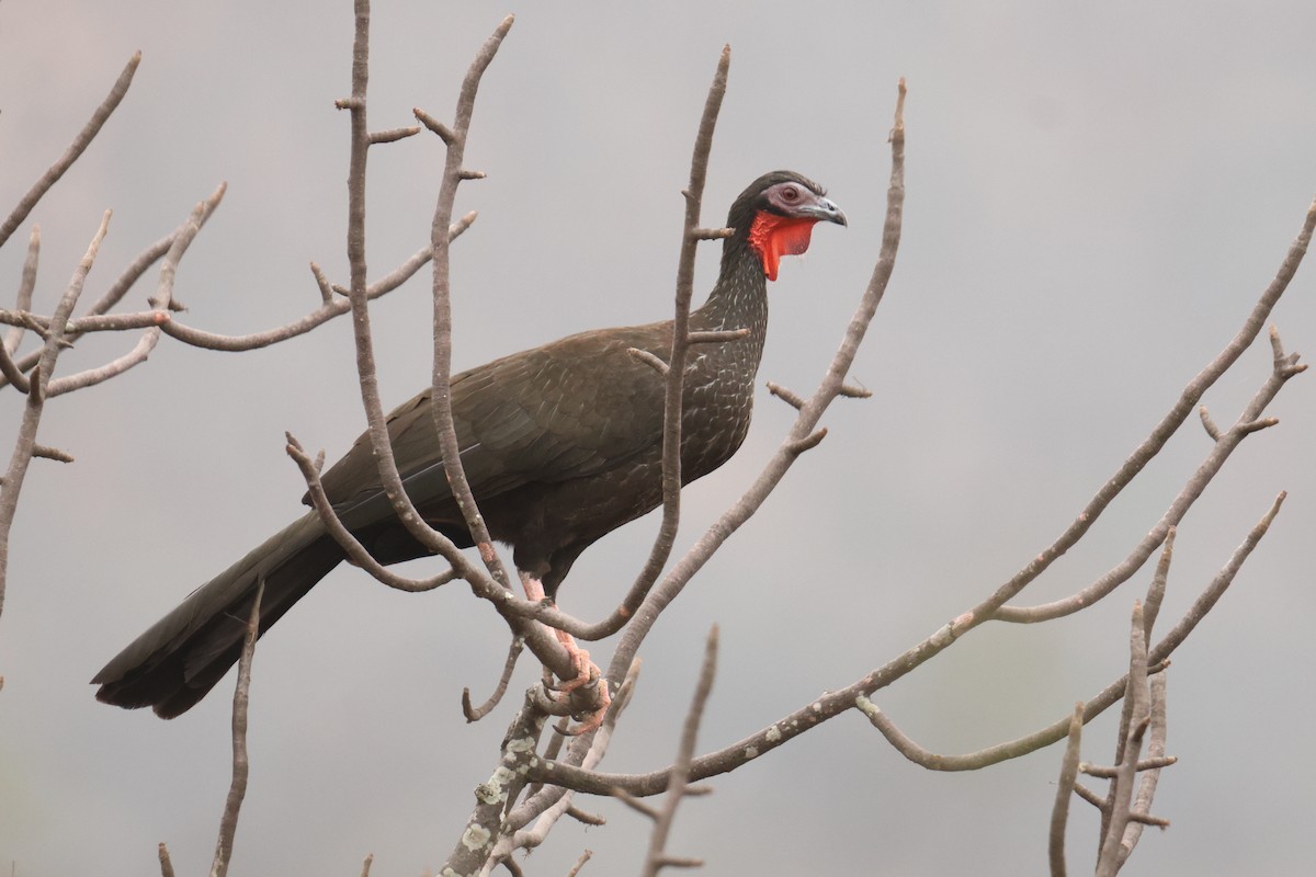White-winged Guan - ML642719429