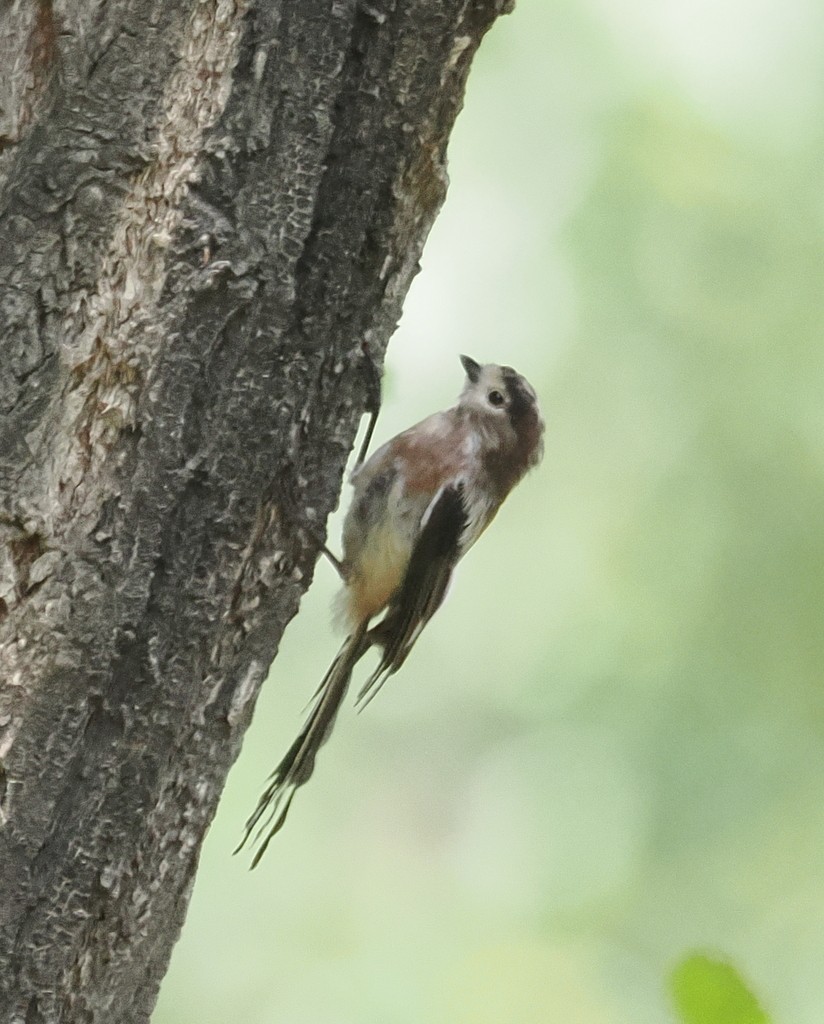 Silver-throated Tit - ML642719431