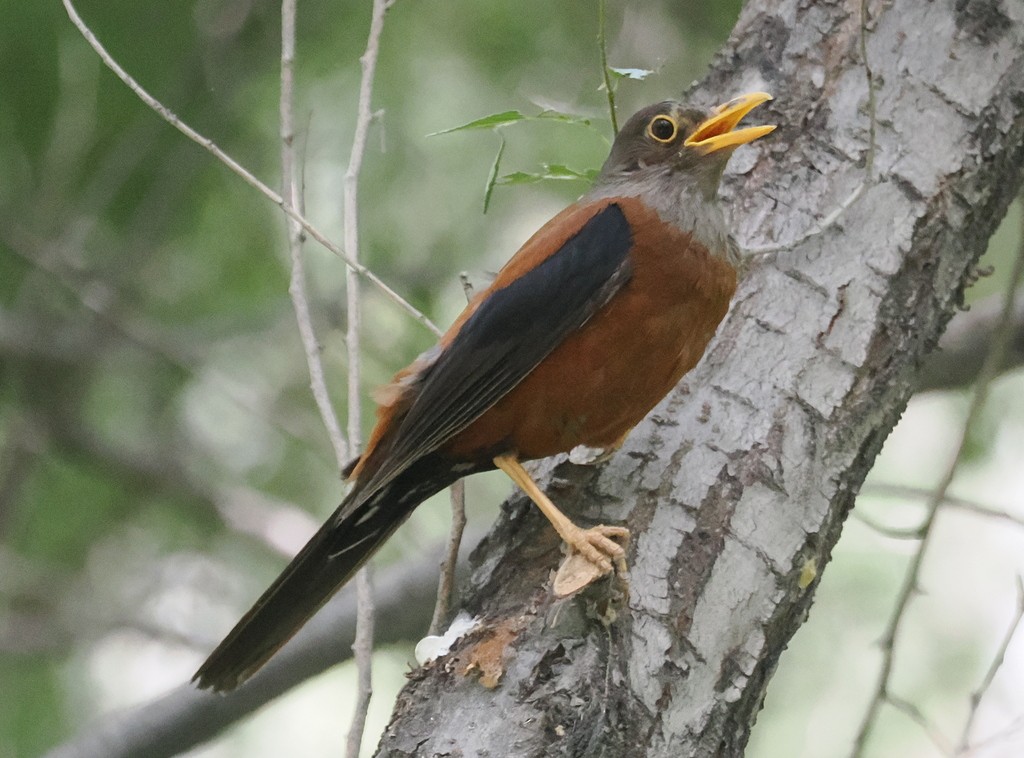 Chestnut Thrush - ML642719441