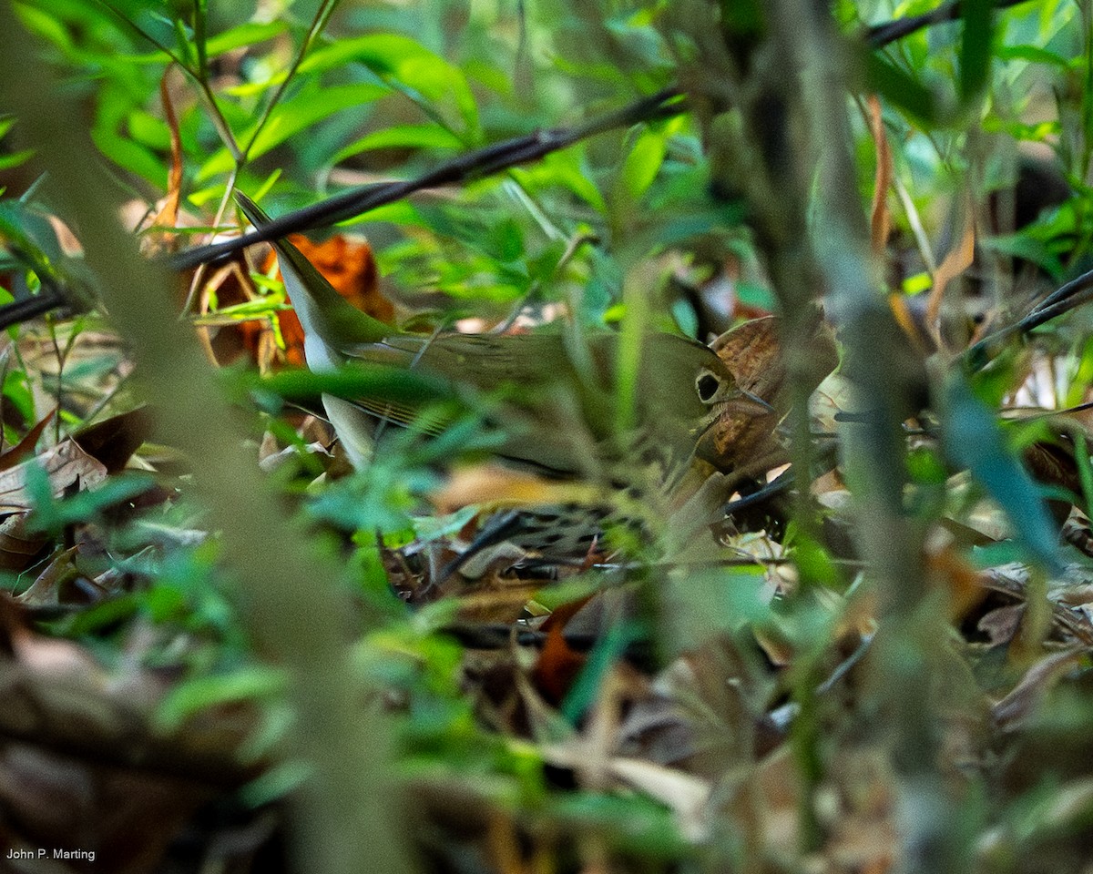 Ovenbird - ML642719442