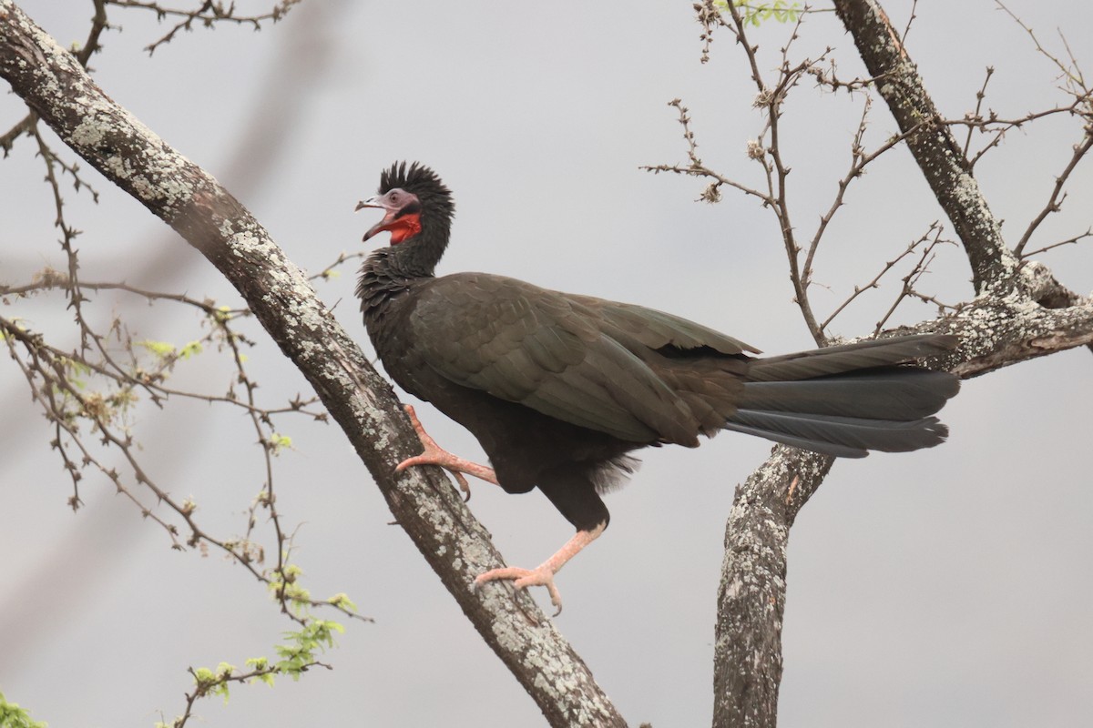 White-winged Guan - ML642719465