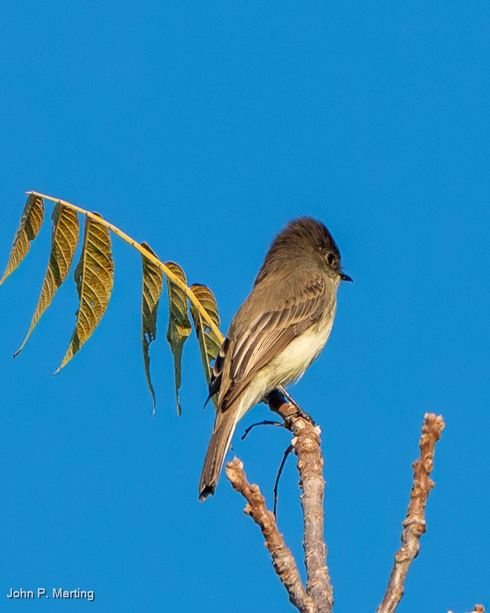 Empidonax sp. - ML642719476