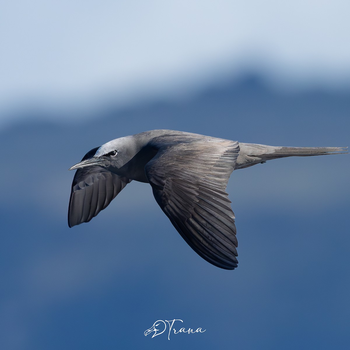 Brown Noddy - ML642719480