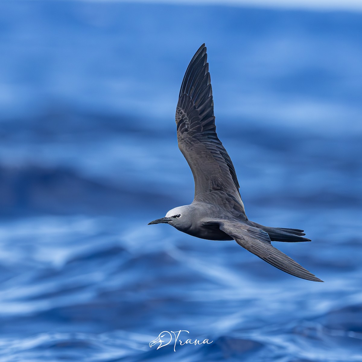 Brown Noddy - ML642719481