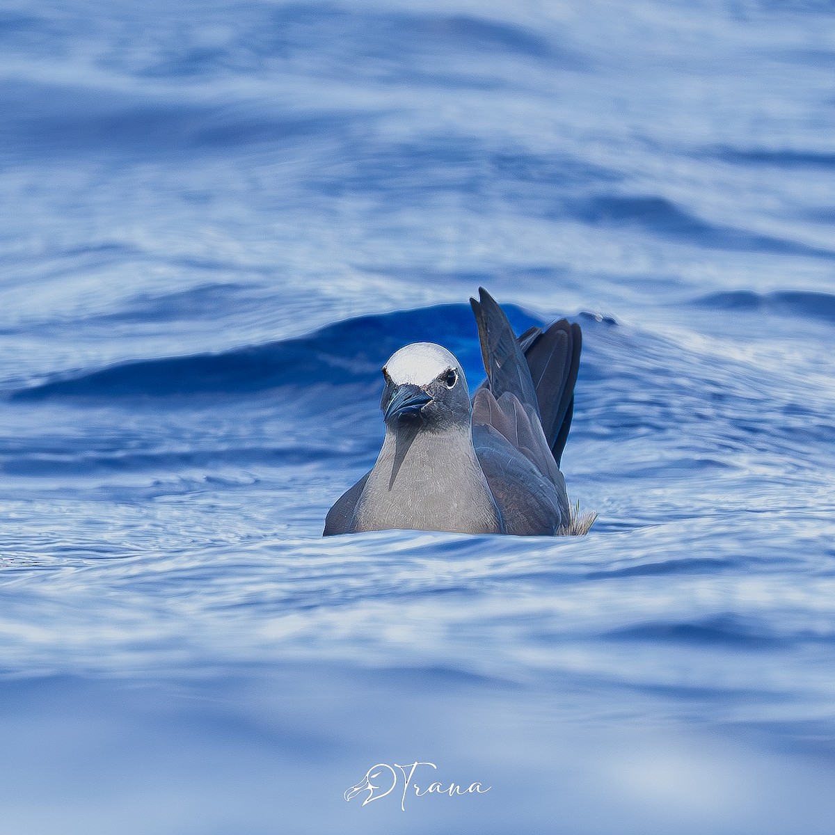 Brown Noddy - ML642719482