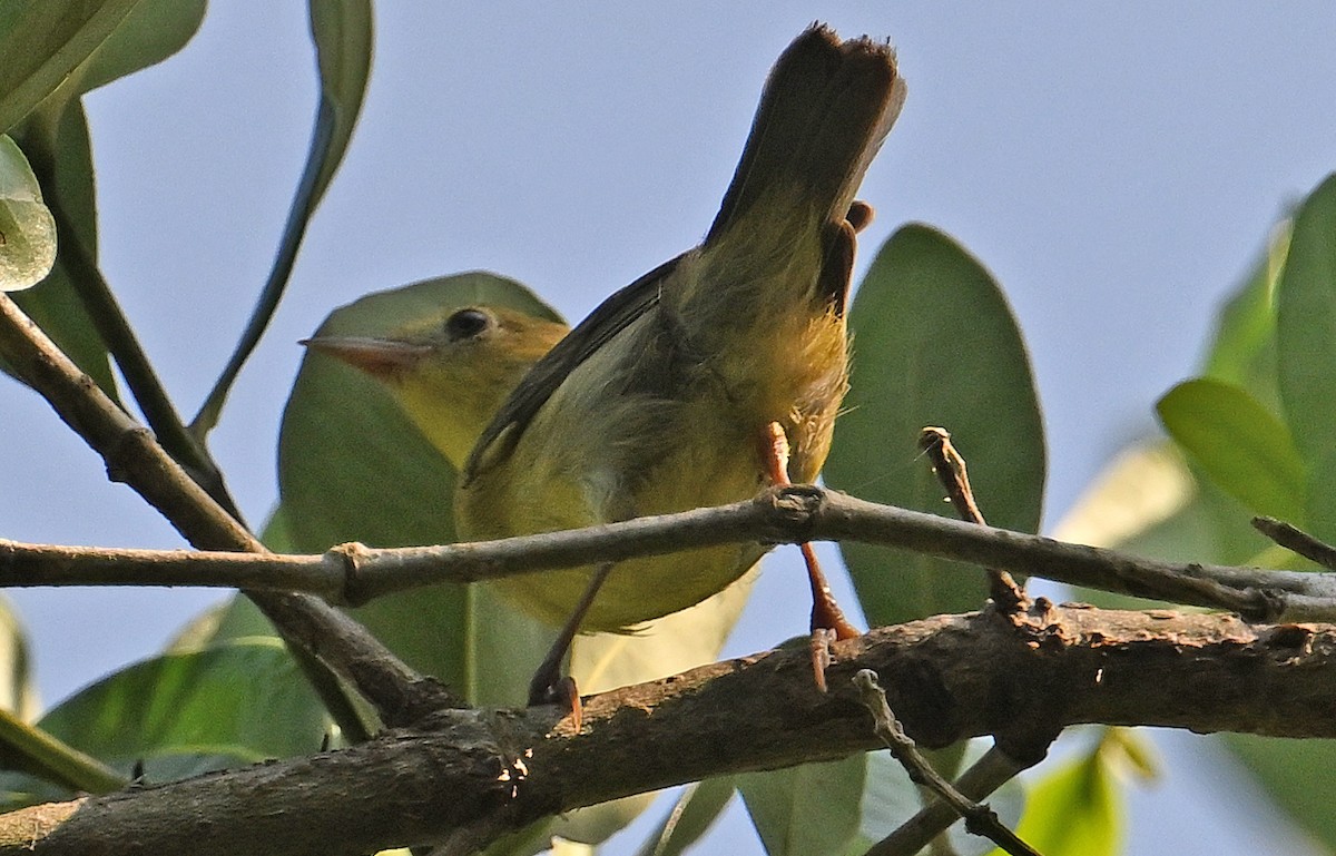 Bicolored Conebill - ML642719488