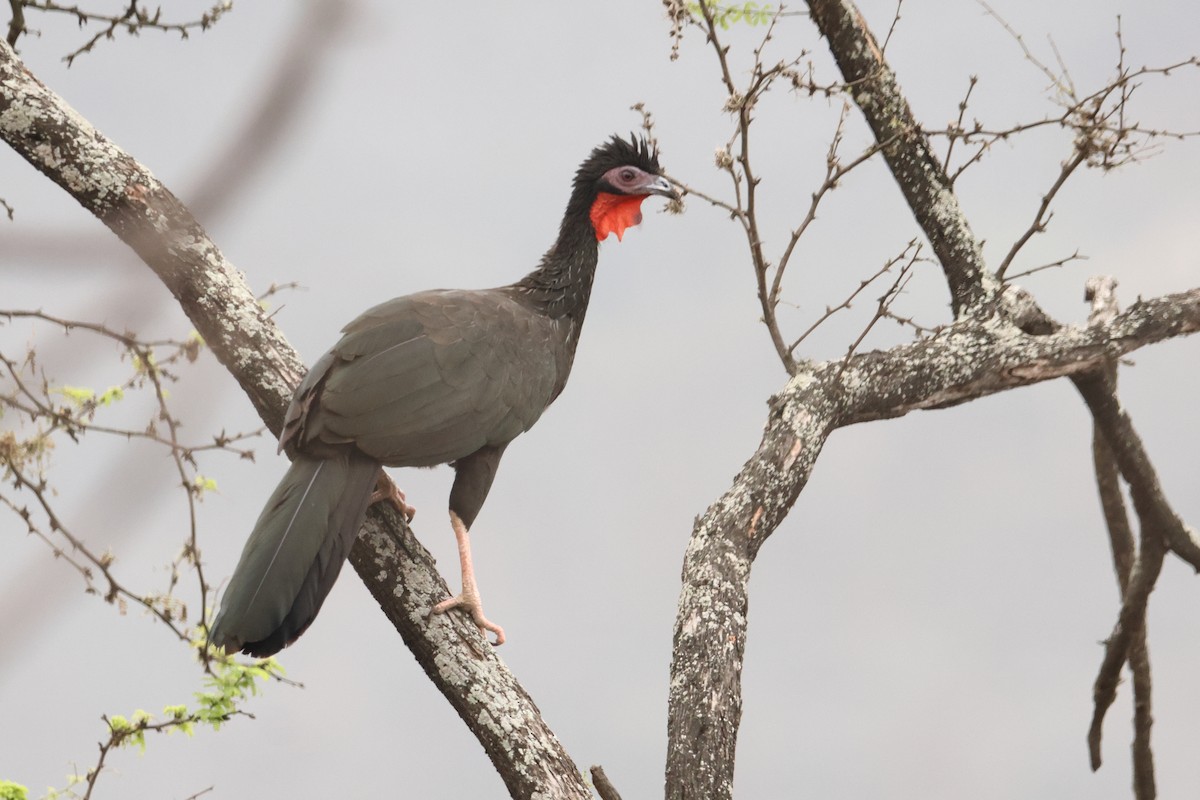 White-winged Guan - ML642719494