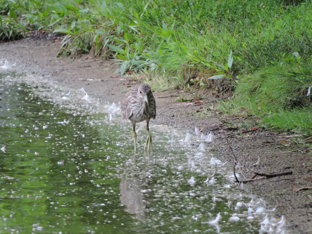 Black-crowned Night Heron - Thomas Williams