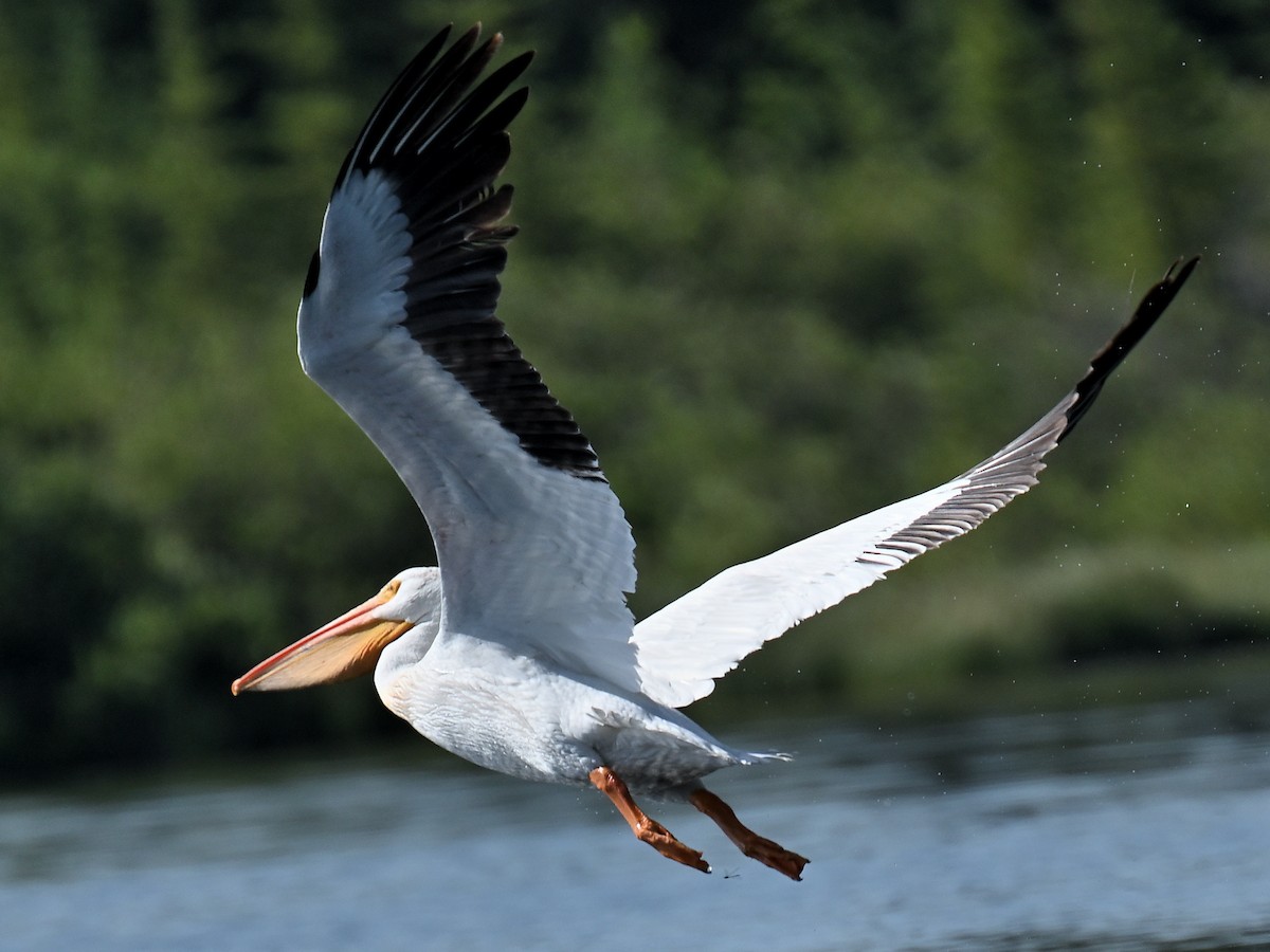American White Pelican - ML642719532