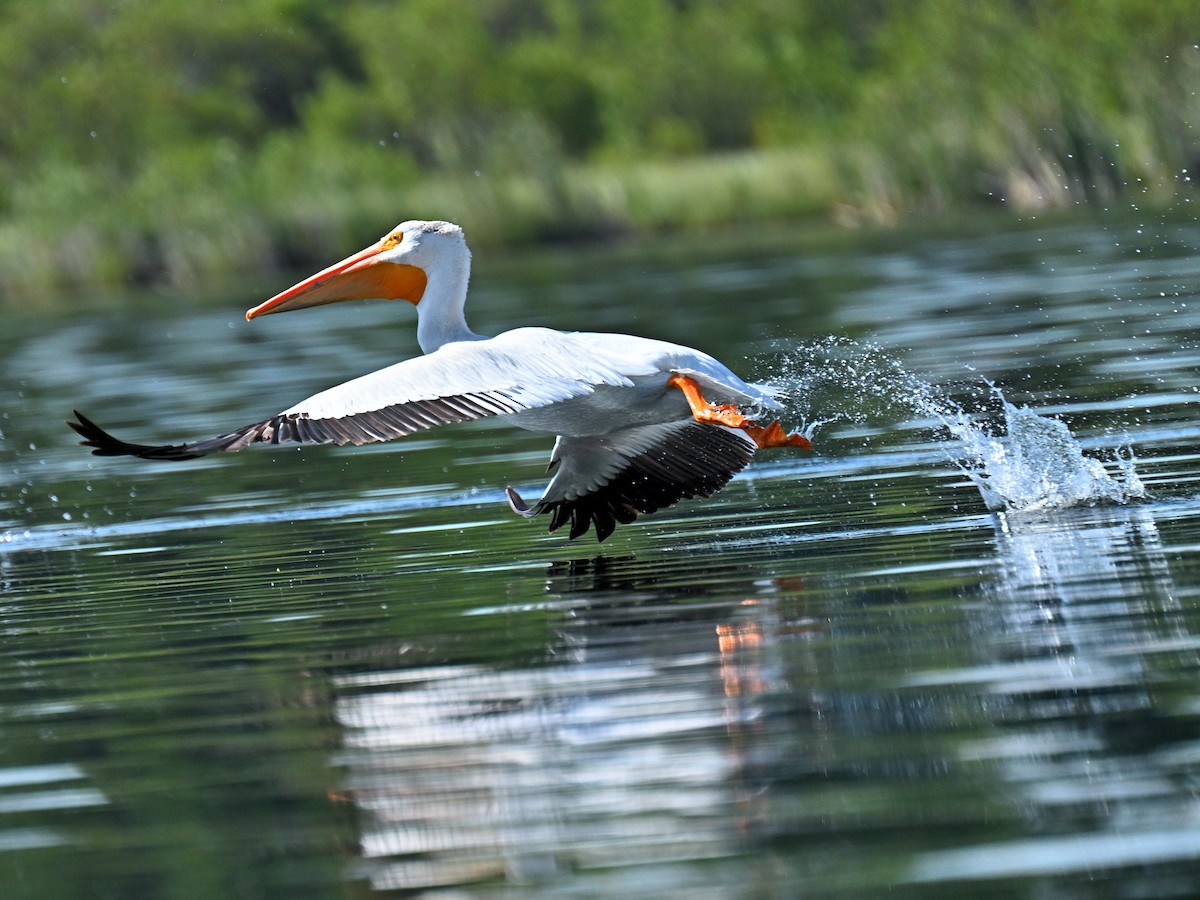 American White Pelican - ML642719534