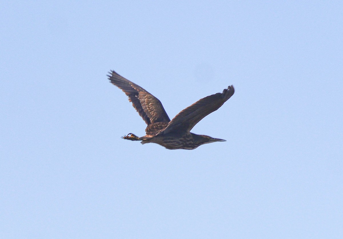 American Bittern - ML642719548