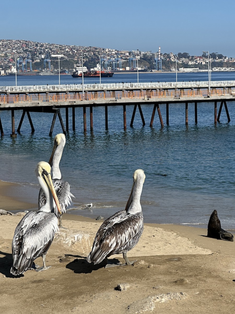 Peruvian Pelican - ML642719558