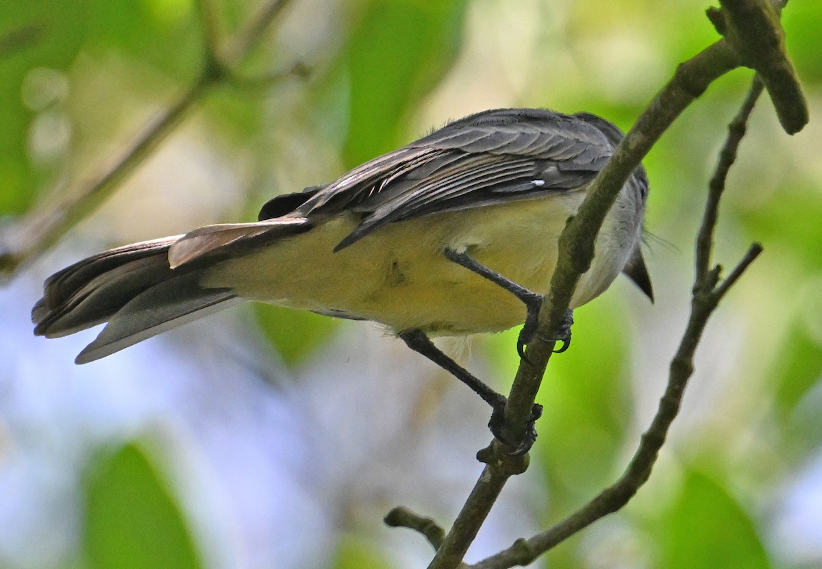 Panama Flycatcher - ML642719563