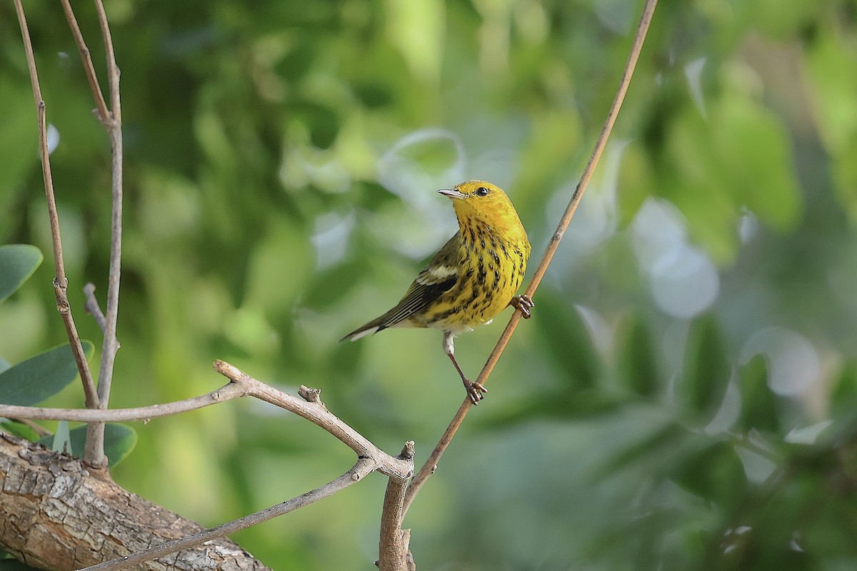 Cape May Warbler - ML642719641