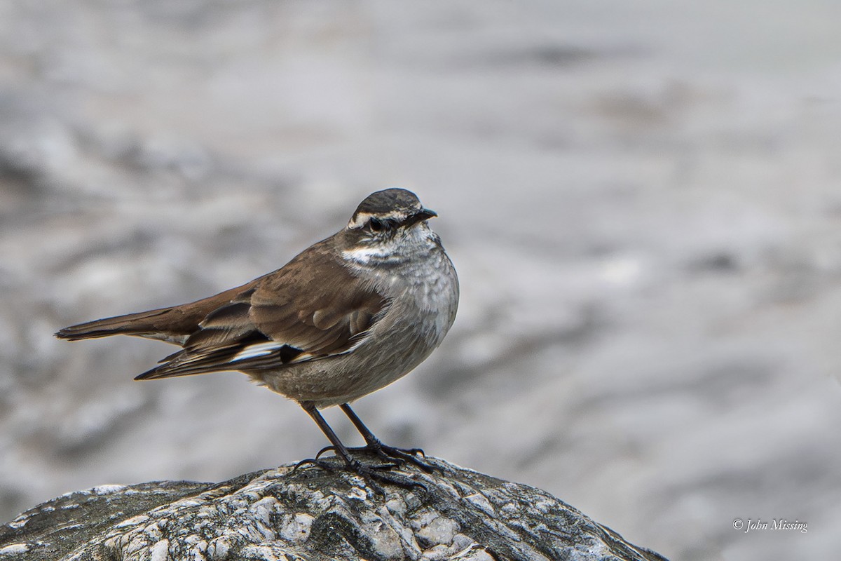 Cream-winged Cinclodes - ML642719659