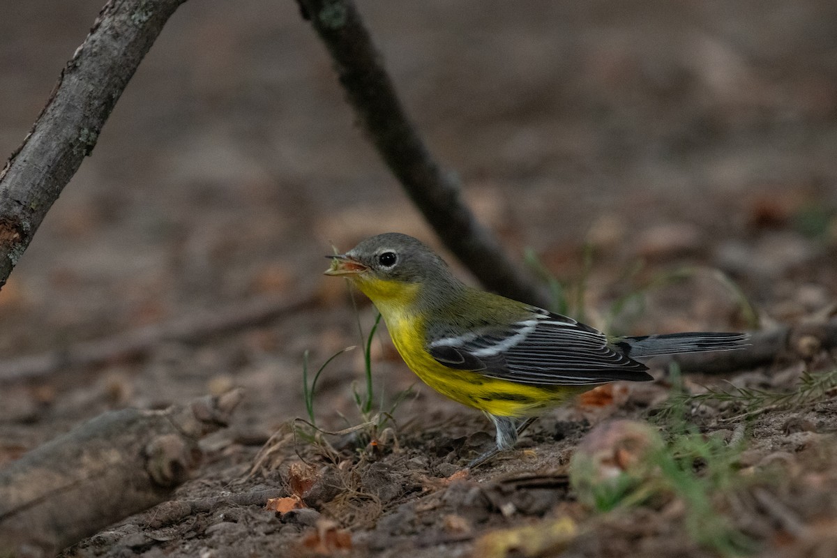 Magnolia Warbler - ML642719664