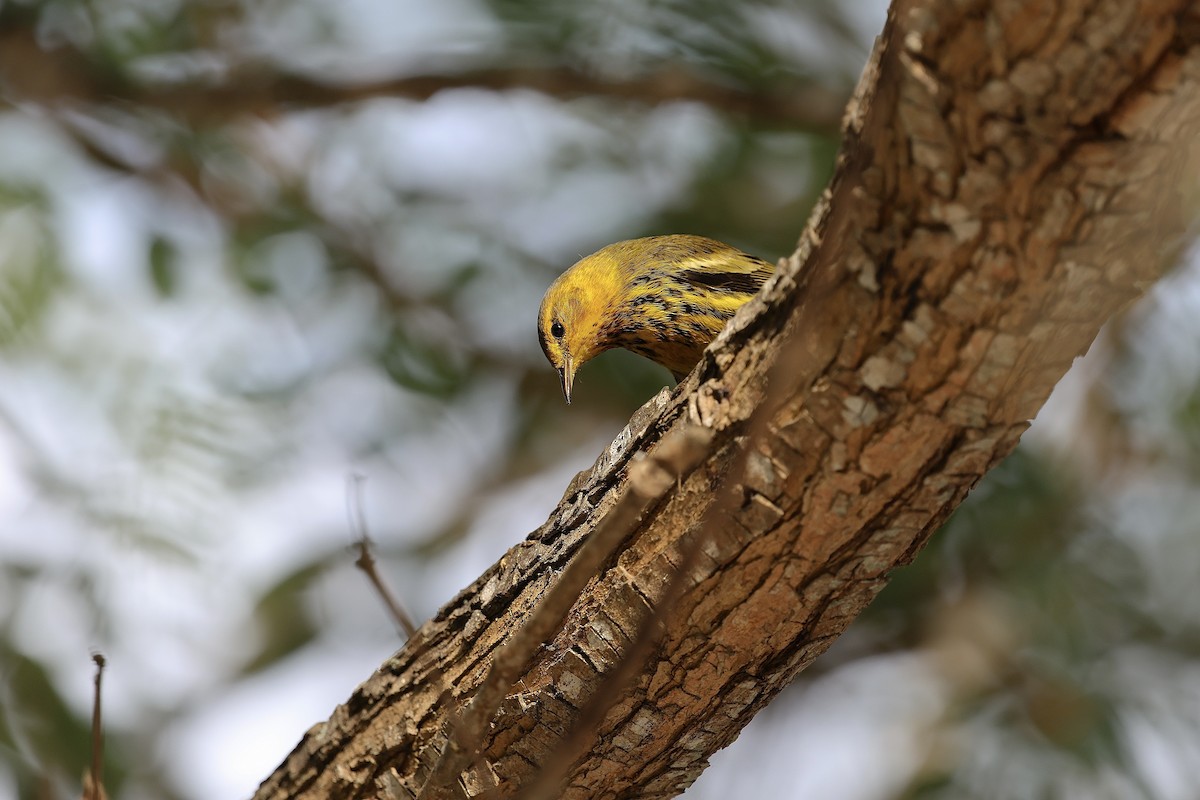 Cape May Warbler - ML642719670