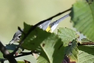 Magnolia Warbler - ML642719672