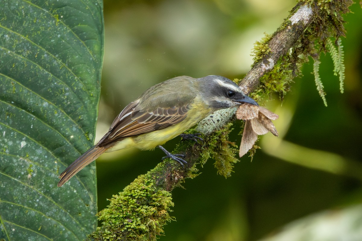 Golden-bellied Flycatcher - ML642719695