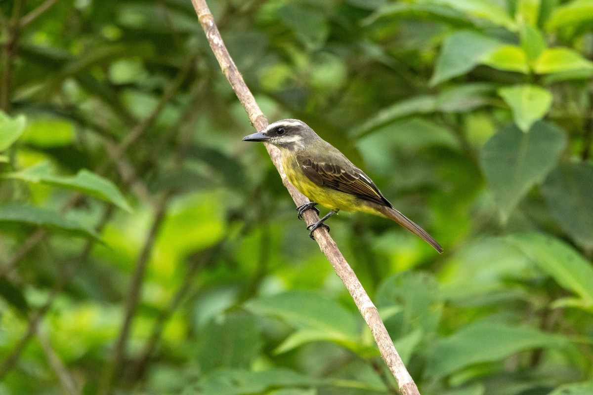 Golden-bellied Flycatcher - ML642719696