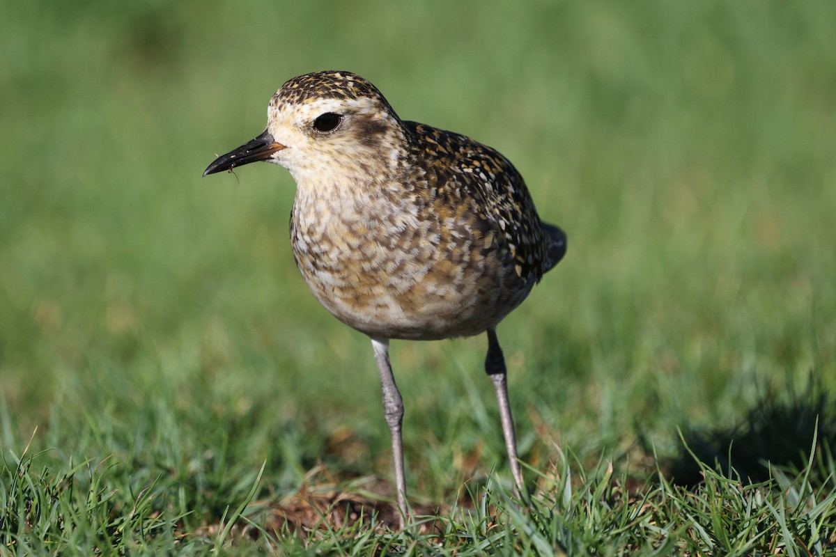 Pacific Golden-Plover - ML642719699