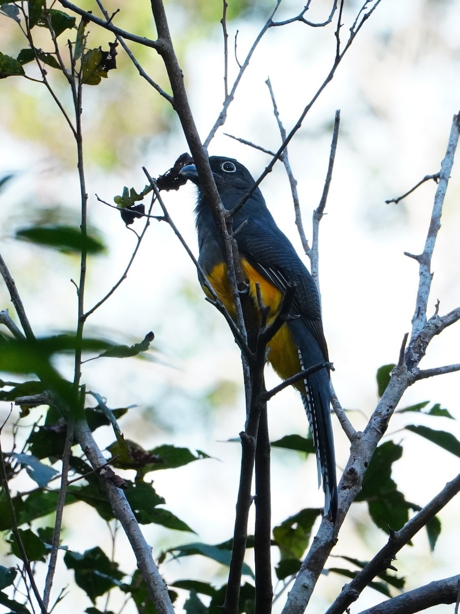Green-backed Trogon - ML642719700