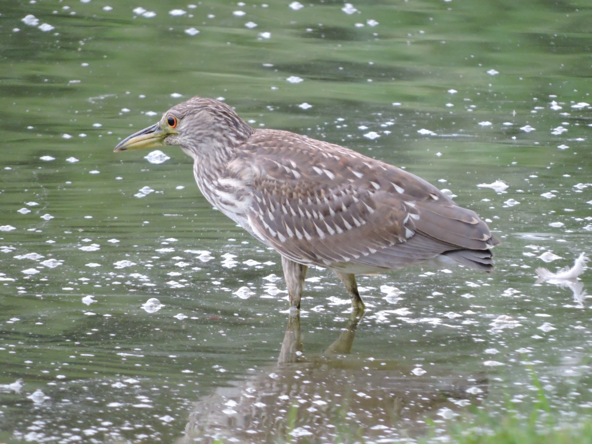 Black-crowned Night Heron - ML64271971