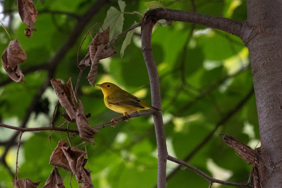Yellow Warbler (Northern) - ML642719720