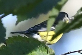Magnolia Warbler - ML642719725