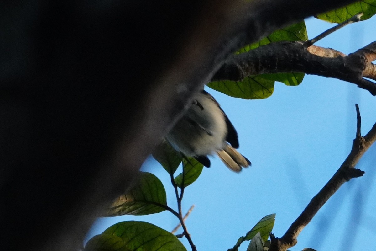 Gobemoucheron tropical - ML642719729