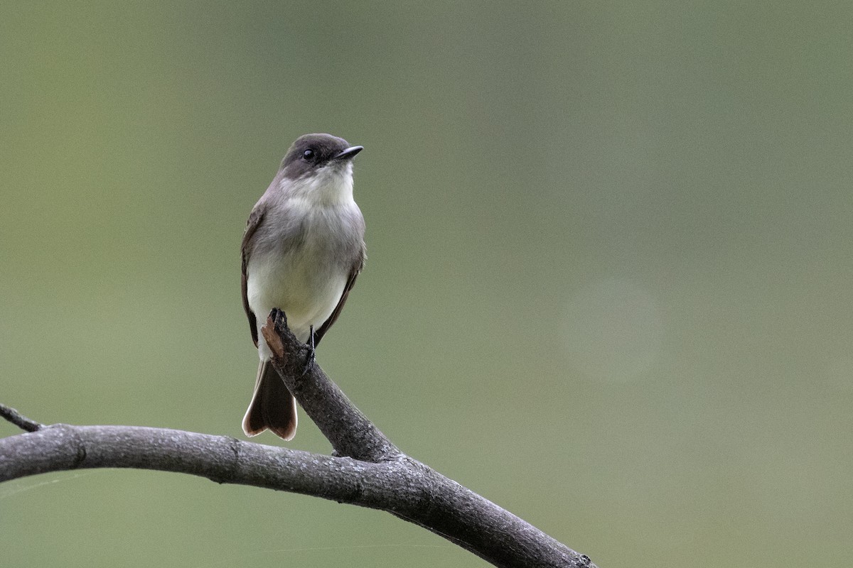 Mosquero Fibí - ML642719736