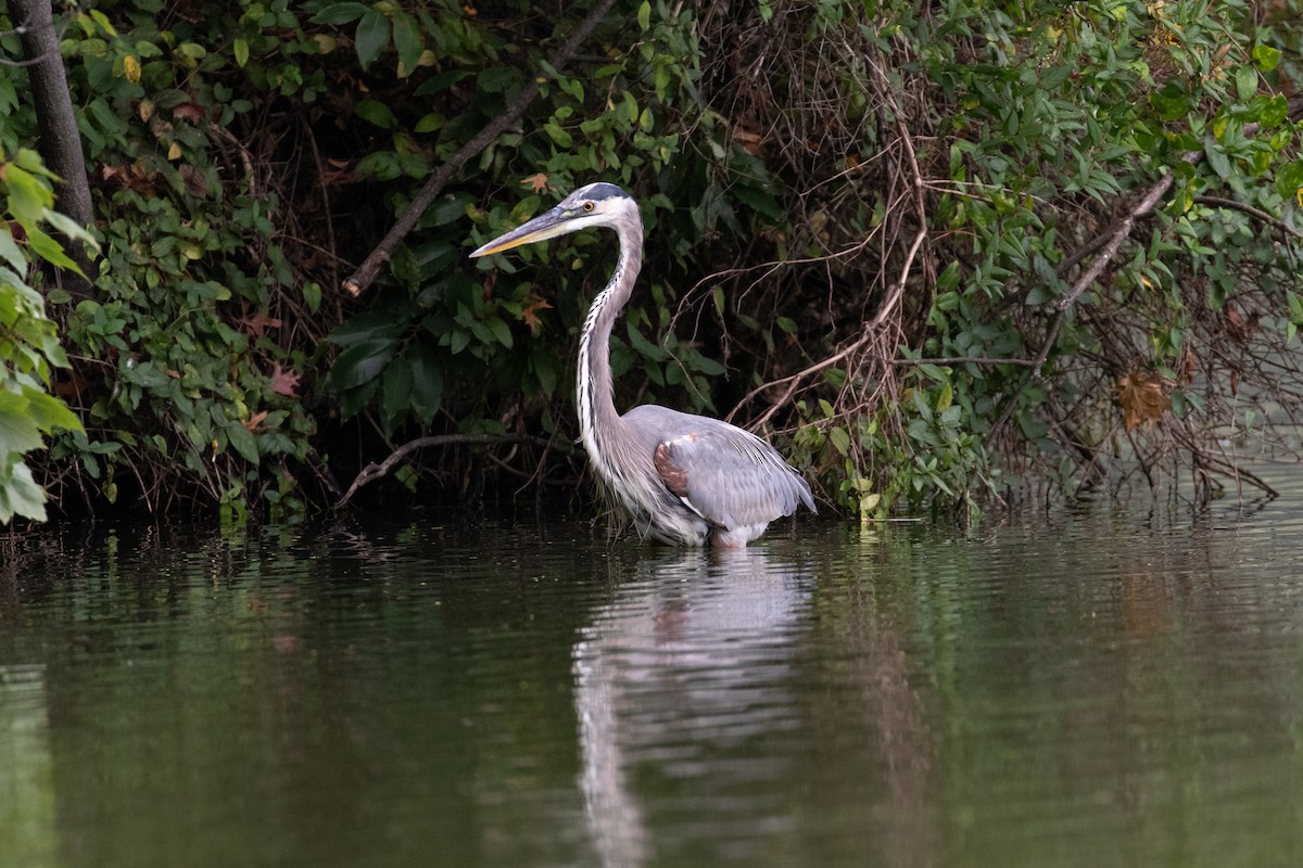 Garza Azulada - ML642719765