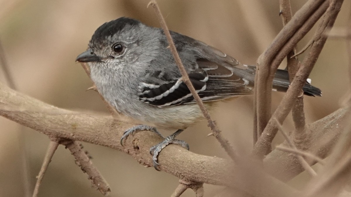 Variable Antshrike - ML642719801