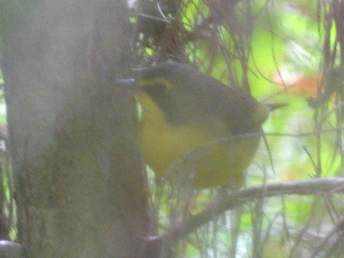 Kentucky Warbler - ML642719802