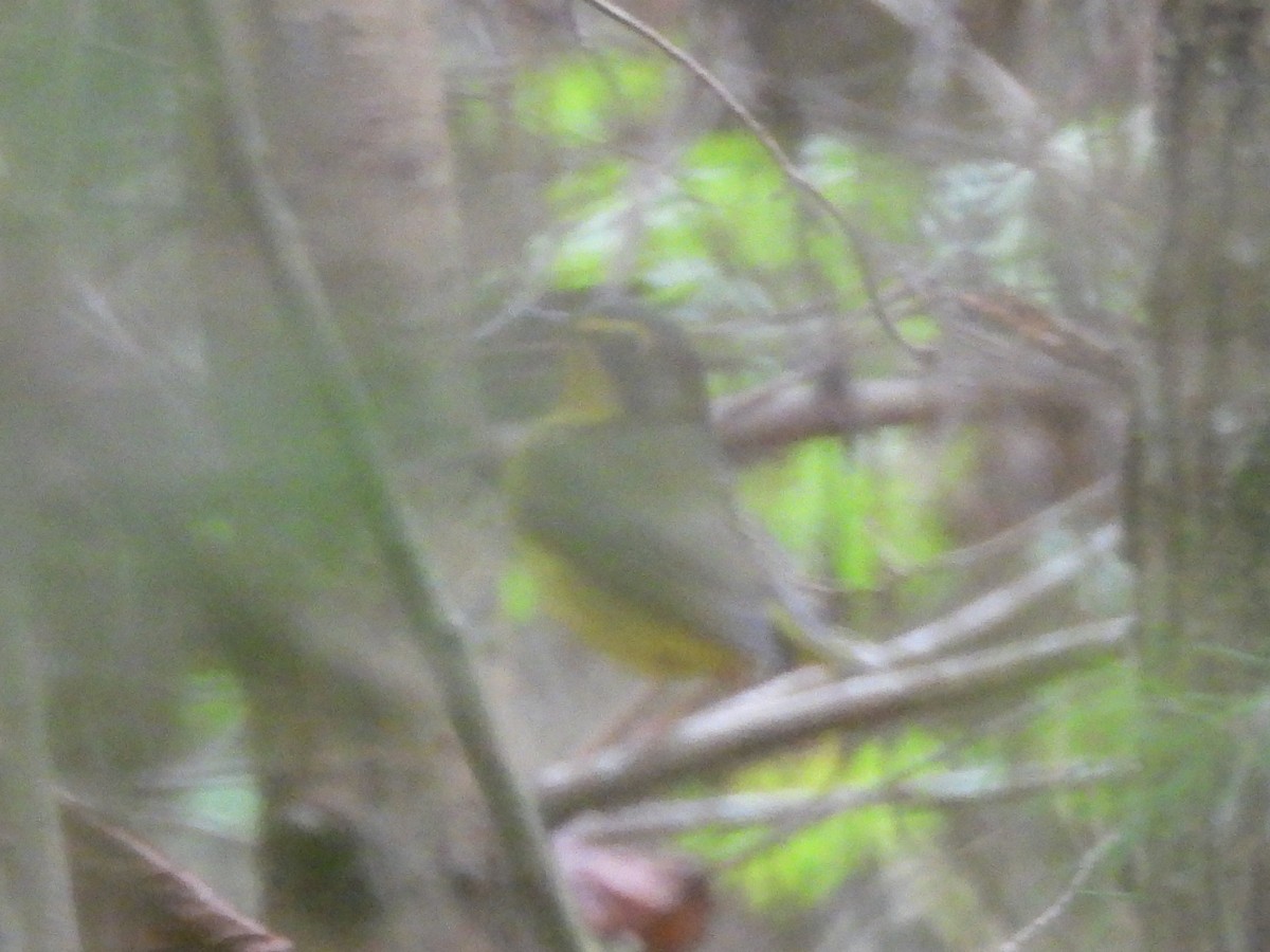 Kentucky Warbler - ML642719803