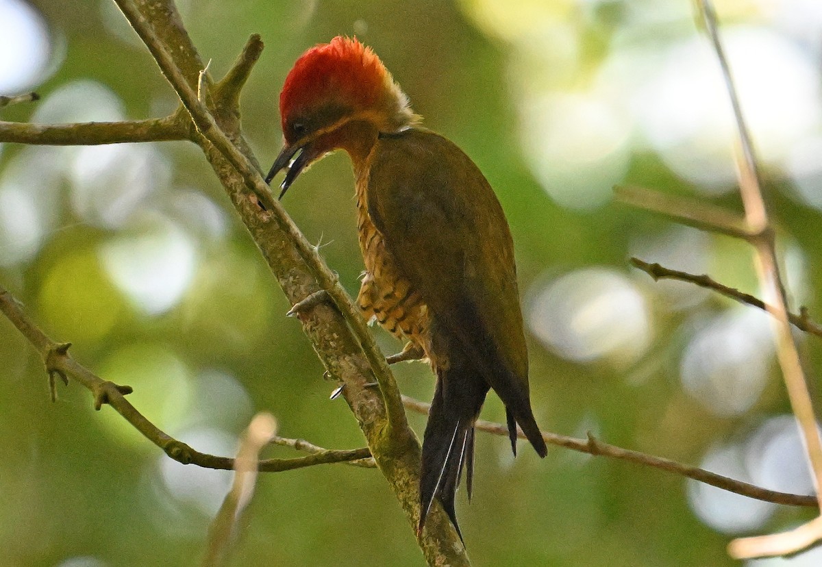 Golden-green Woodpecker - ML642719806