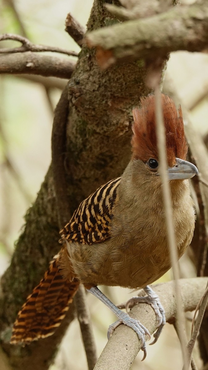 Giant Antshrike - ML642719857